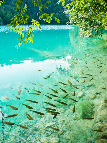 Board z aluminiowym obramowaniem Mała ryba w jeziorze, park narodowy plitvice, chorwacja