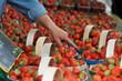 © Marc LOBJOY - étalage barquette de fraise