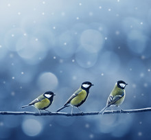 Three Titmouse Birds In Winter