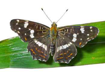 Canvas Print - Butterfly (Araschnia burejana) 7