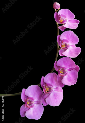 Tapeta ścienna Kwiat orchidei rama tło