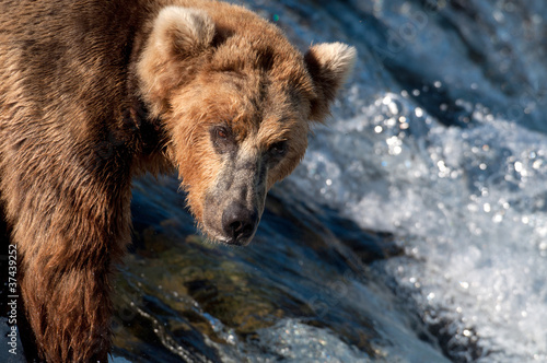 Fotoboard na płycie Alaskan niedźwiedź brunatny połowów łososia