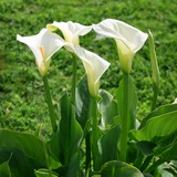 calla lily
