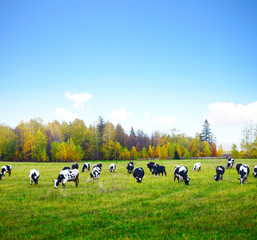 cows 1(2).jpg