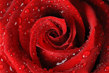 Close Up Red Rose , Water Drops