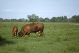 Fototapeta  - Krowy na pastwisku