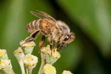 Honeybee On Ivy Flower