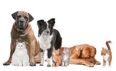 Wall Mural - Group of Cats and Dogs