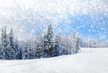 Wall Mural - Beautiful winter landscape with snow covered trees