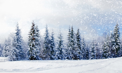 Wall Mural - Beautiful winter landscape with snow covered trees