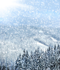 Wall Mural - Winter trees in mountains covered with fresh snow