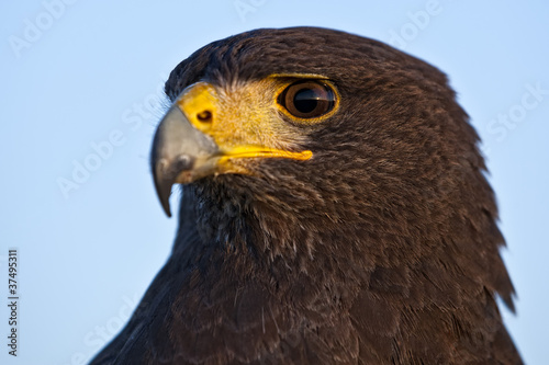 Board z aluminiowym obramowaniem Harris hawk
