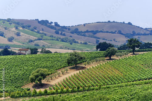 Tapeta ścienna Maremma (toskania), winnica