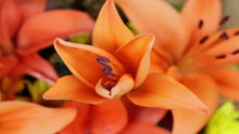 Closeup Slow Opening Of Orange Flower Time-lapse