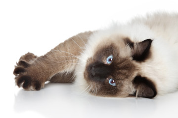 Canvas Print - Siamese cat lying on a white background