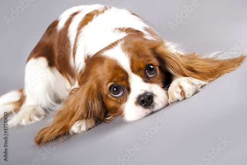 Naklejka - mata magnetyczna na lodówkę Cavalier King Charles spaniel puppies