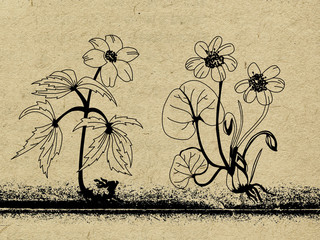 Poster - flower silhouette on old paper