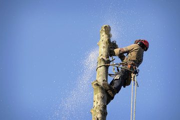 arborist cutting tree