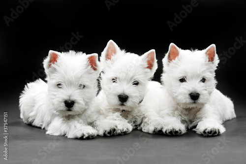 Obraz na płótnie canvas dwuczęściowy "dyptyk" Szczenięta west highland white terrier