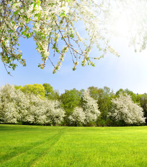 Wall Mural - spring landscape in the czech republic