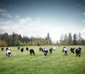 Wall Mural - Cows