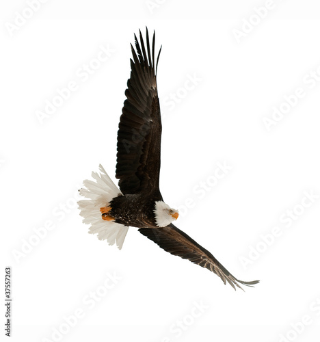 Fotografie, Obraz The Bald Eagle (Haliaeetus leucocephalus)