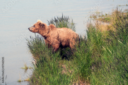Fotoboard na płycie Alaskan niedźwiedź brunatny chodzenie po wodzie