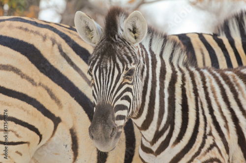 Plakat na papierze fotorealistycznym Zebraherde