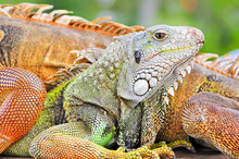 Colorful Lizard Detail