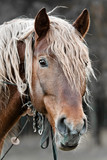 Fototapeta Konie - beautiful horse