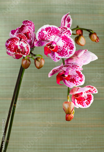 Tapeta ścienna Piękny kwiat orchidei