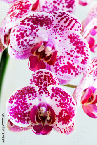Tapeta ścienna Piękny kwiat orchidei