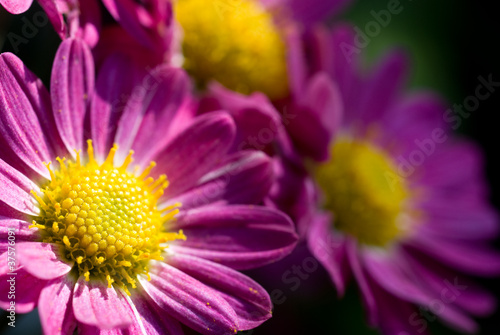 赤紫色の菊の花 Buy This Stock Photo And Explore Similar Images At Adobe Stock Adobe Stock