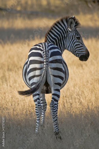 Plakat na papierze fotorealistycznym Zebra widok z tyłu