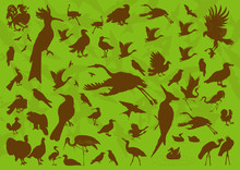 Birds And Ecology Illustration Collection Background