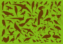 Birds And Ecology Illustration Collection Background