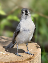 A Small Bird Eating, The Tufted Titmouse