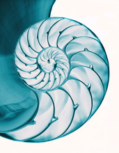 Nautilus Shell Interior On White, Isolated With Clipping Path