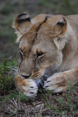 Poster - Portrait of lioness