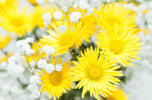 Bouquet Of Yellow Chrysanthemums