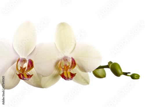 Nowoczesny obraz na płótnie Orchidee