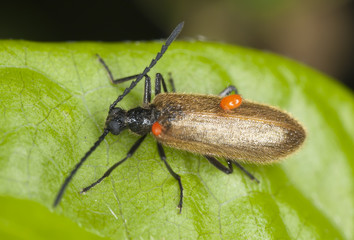 Poster - Lagria hirta with parasites, macro photo