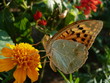 Butterfly  drinks the nectar of the flower