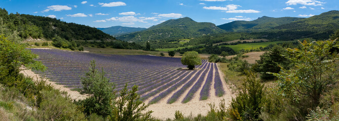 Wall Mural - panoramique Provence - champ de lavande