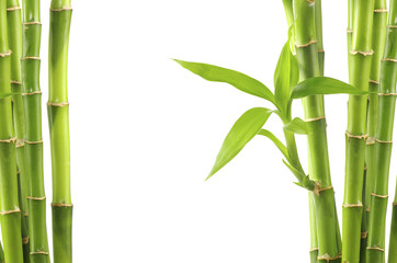 Wall Mural - bamboo background