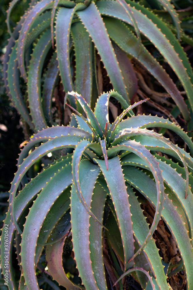 aloe vera sul viso Crema Viso Anti-aging Aloe – Equilibra Store