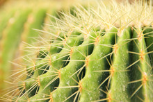 Thorn Of Cactus