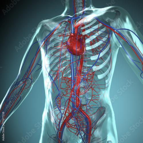 Plakat na zamówienie Anatomie Modell, Herz-Kreislauf System des Menschen