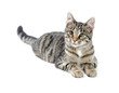 © Tony Campbell - Tabby cat on white