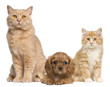© Eric Isselée - Group of cats and dogs in front of white background